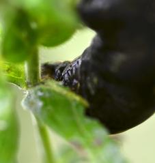 Deilephila elpenor caterpillar close-up