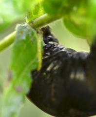 Deilephila elpenor caterpillar in Lille