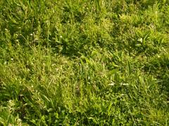 flora of Citadel Park Lille, spring 2019, herbaceous layer at the foot of ramparts