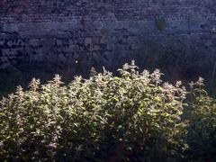 Nettle bush in morning sunlight at Citadel of Lille