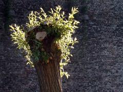 Willow tree at Citadelle Park in Lille, spring 2019