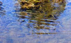 dense gathering of roach fish in a moat surrounding the Citadel of Vauban in Lille