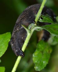 caterpillar of Deilephila elpenor in Lille, France