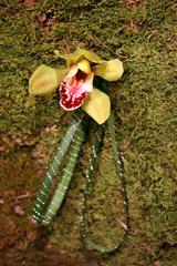 Attached orchid