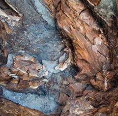 underside of a centuries-old Douglas fir stump at the Exploratorium