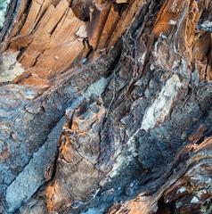 underside of a centuries-old Douglas fir stump