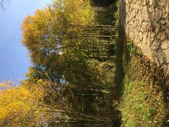 trees in Düzce