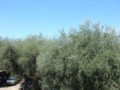 Olives in Saint Paul de Vence, Provence-Alpes-Côte d'Azur, France