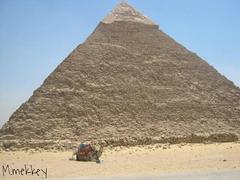 camel in front of the pyramids of Giza