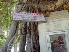 The Banyan Tree Witness to The Gita in Kurukshetra, India