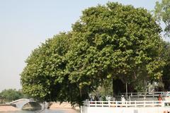 Sacred banyan tree at Jyotisar