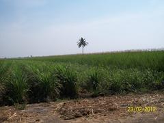 Lone Tree near Aurwad Village