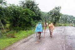 farmer with traditional plough and oxen on a rainy day