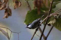 Cinereous tit perched on a branch in Kolhapur