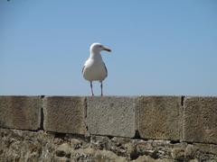 Sea gull on the Ramparts of Saint-Malo