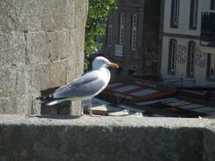 Seagull on the Ramparts of Saint-Malo