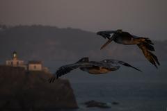 Brown pelicans flying over the San Francisco Bay at sunset with Point Bonita in the background