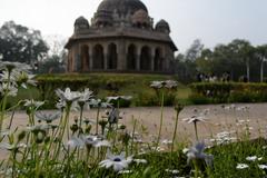 African Daisies and Tomb of Sikandar Lodhi in Lodhi Gardens, Delhi