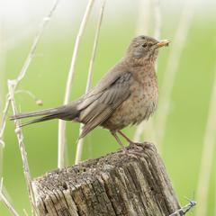 Common Blackbird perched on tree branches