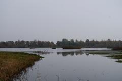 Rieselfelder Münster Large Pond in Bird Protection Area