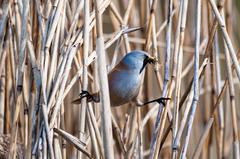 Bearded reedling searching for food in the reeds at Rieselfelder Münster