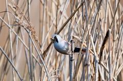 Bearded Reedling in the reeds at Rieselfelder Münster