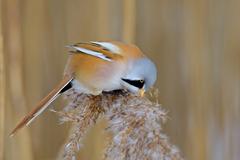 Bearded tit looks at seeds