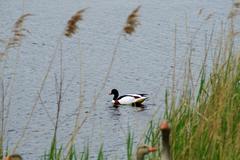 Common shelduck on a large reservoir in Rieselfelder Münster bird sanctuary