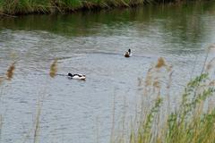 DE-3911-401 Bird Protection Area Rieselfelder Münster with Shelduck