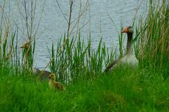 Goose family at Großer Stauteich in Rieselfelder Münster