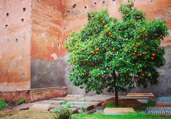 orange tree beside sepulchre at Saadian Tombs in Marrakech