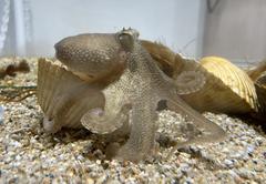 Amphioctopus fangsiao at NIFREL aquarium