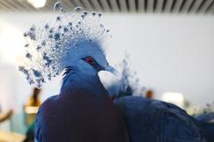 Victoria crowned pigeon at Nifrel in Osaka, Japan