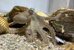 Amphioctopus fangsiao (also known as Tokyo daruma octopus) in captivity at NIFREL, Japan