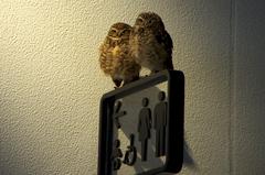 Burrowing owls at Nifrel, Osaka, Japan