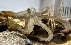 Amphioctopus fangsiao at NIFREL aquarium