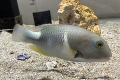 Choerodon anchorago, also known as the wedge-tail wrasse, displayed at NIFREL aquarium