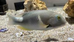 Choerodon anchorago (narrow-barred tuskfish) at NIFREL Aquarium