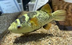 Freshwater pufferfish at NIFREL aquarium