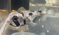 Spot-fin porcupine fish swimming in an aquarium