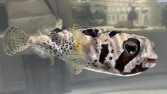 Lesser-spotted porcupinefish in an aquarium.