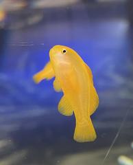 Yellow coral goby