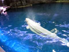 Beluga 3 whale swimming underwater