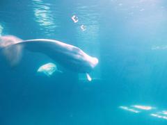 Beluga whale swimming underwater