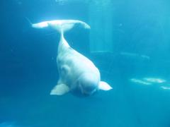 Beluga whale swimming in clear blue water