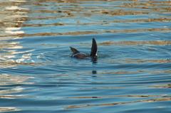 Sea otter at Cape Town, South Africa