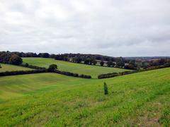 Autumn landscape near Asheridge, Chartridge, Buckinghamshire