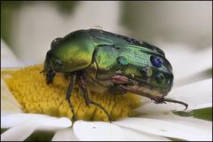 Metallic green beetle Cetonia aurata on a daisy