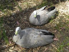 Two Cape Barren Geese at Cleland Wildlife Park, Australia