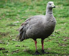 Cape Barren Goose at Cleland wildlife park